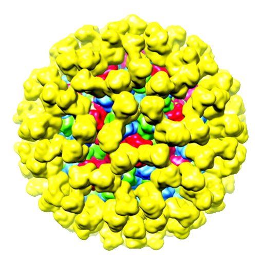 Noro Virus