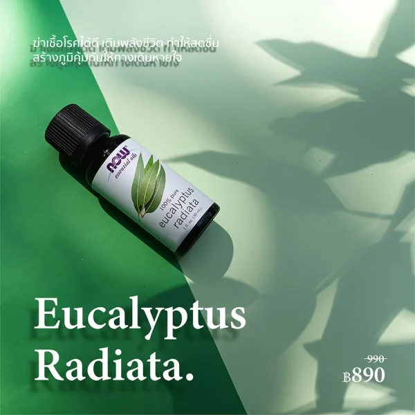 น้ำมันหอมระเหย ยูคาลิปตัส NOW Foods Eucalyptus Radiata Oil